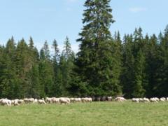 Tatranská príroda a pasenie oviec