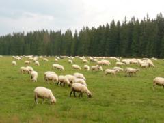 Pohľad na pasúce sa ovce